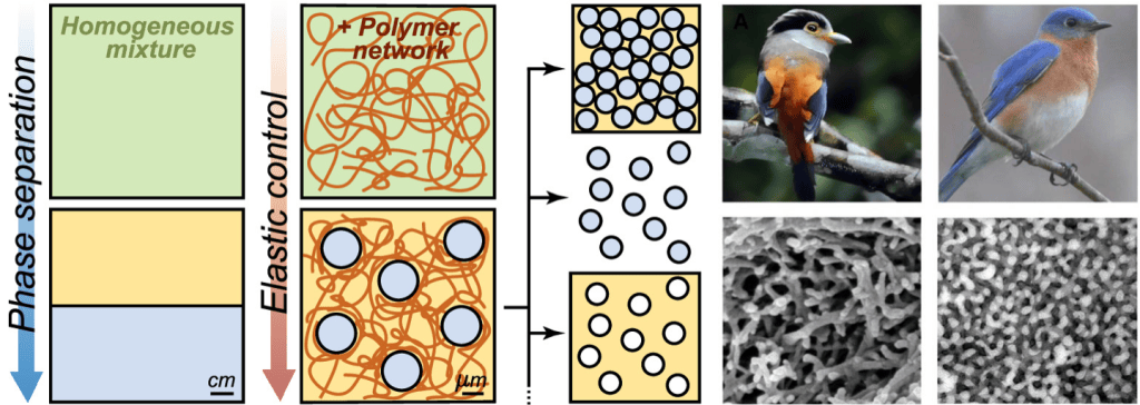Image showing the summary of Putting the Squeeze on Phase Separation Paper