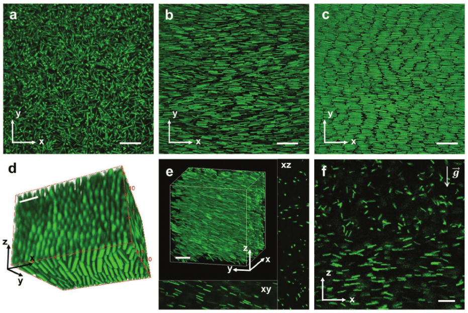 Image showing the Self-assembly of the colloidal SU-8 rods into liquid crystal phases.
