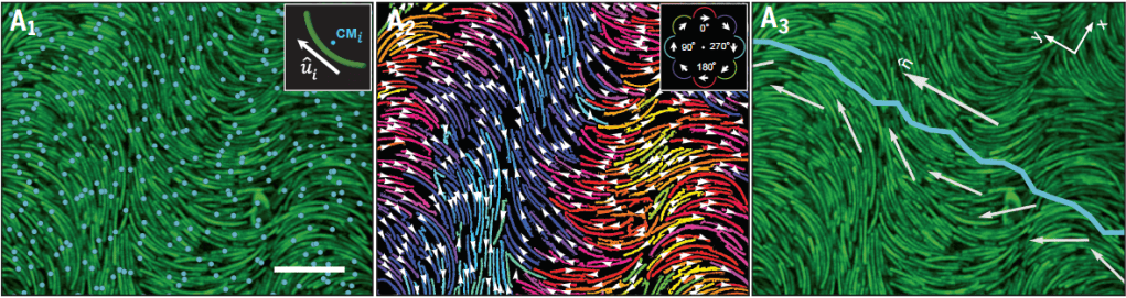 Image showing the Colloidal Bananas assembling in the Splay-Bend nematic phase.