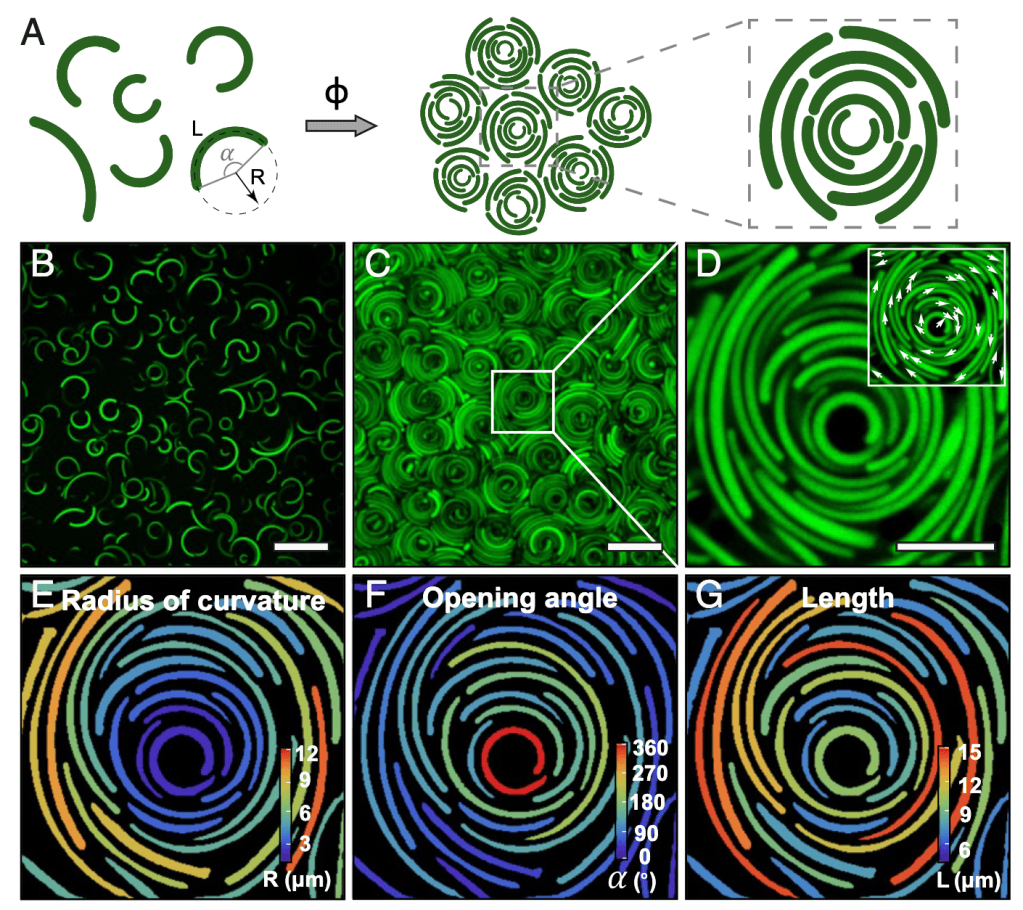 Image showing the Colloidal Vortices formed by the Colloidal Bananas